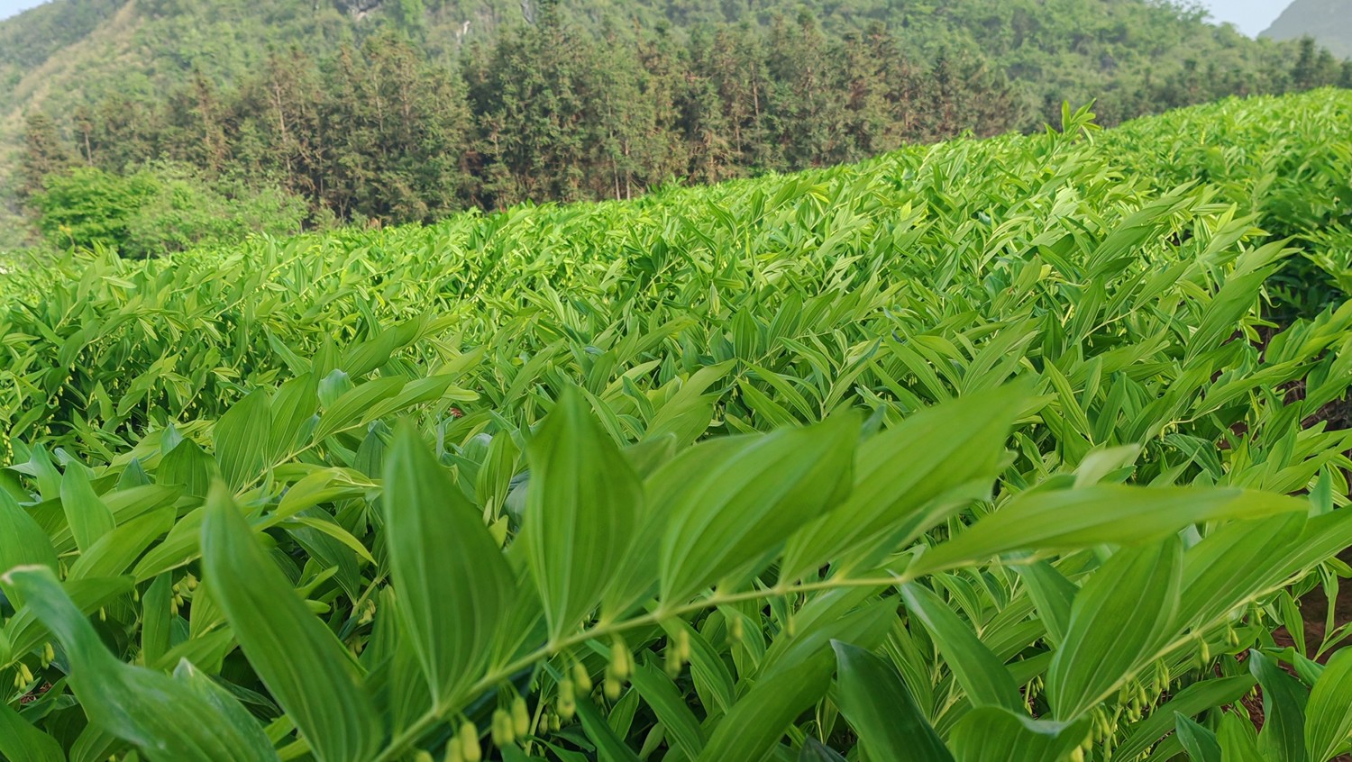 17448577247022.jpg 02.jpg