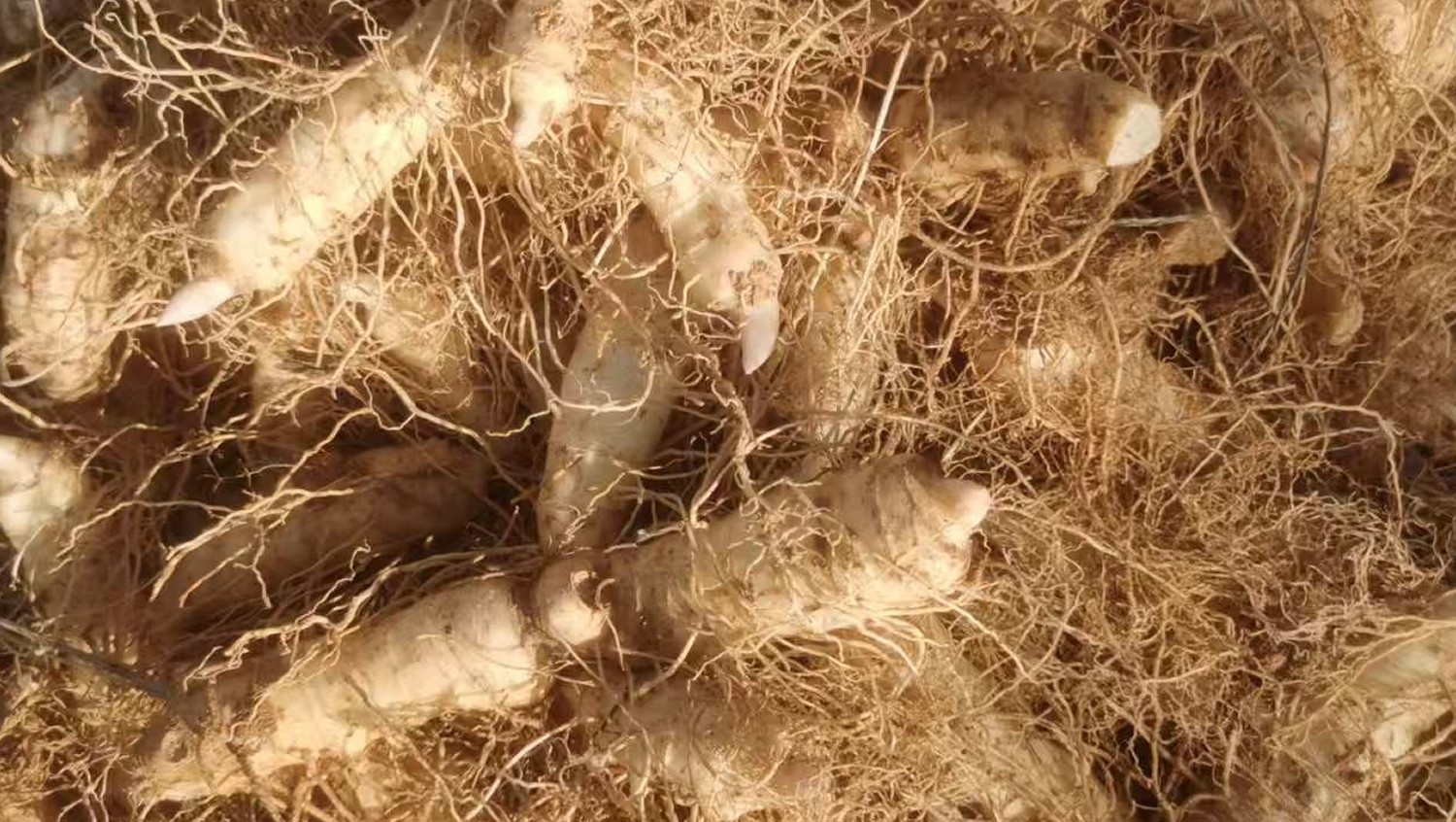 17448577437147.jpg 03.jpg